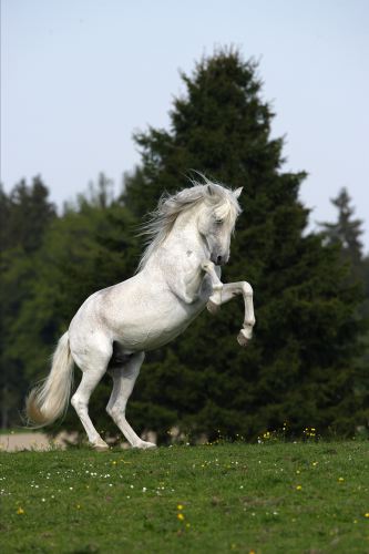 Alter Real He-Xeno60.JPG